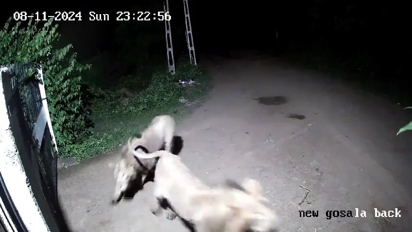 Coppia di cani contro due leoni, vincono i cuccioli che li mettono in fuga: video