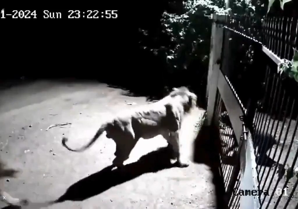 Coppia di cani contro due leoni, vincono i cuccioli che li mettono in fuga: video