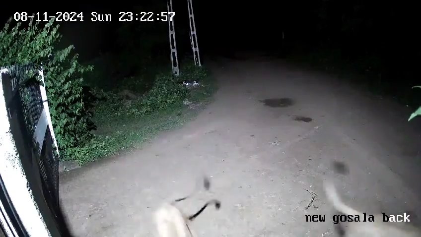 Coppia di cani contro due leoni, vincono i cuccioli che li mettono in fuga: video