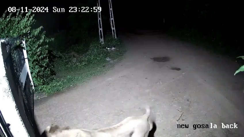 Coppia di cani contro due leoni, vincono i cuccioli che li mettono in fuga: video