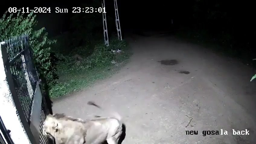 Coppia di cani contro due leoni, vincono i cuccioli che li mettono in fuga: video