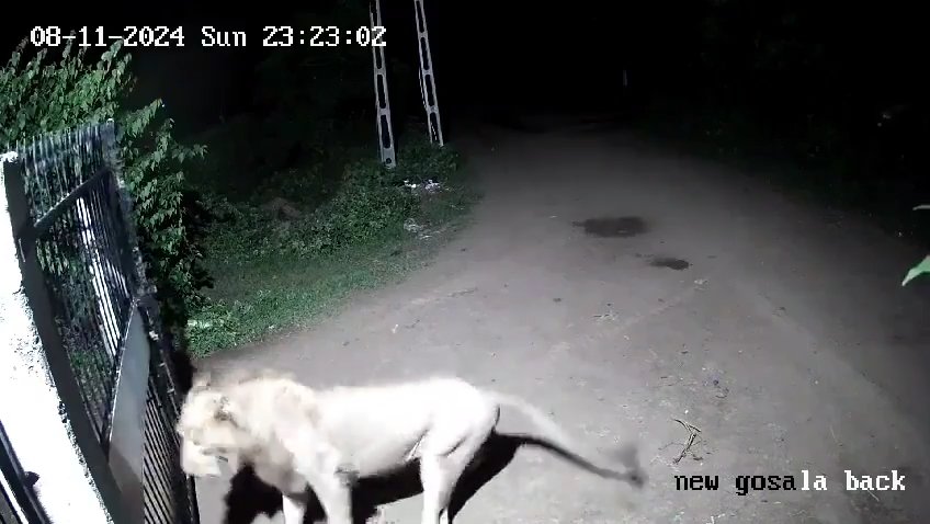 Coppia di cani contro due leoni, vincono i cuccioli che li mettono in fuga: video