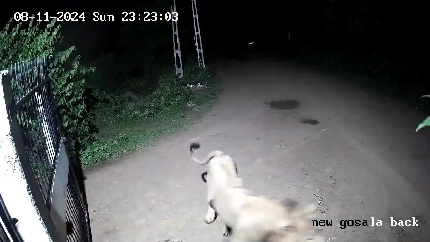 Coppia di cani contro due leoni, vincono i cuccioli che li mettono in fuga: video