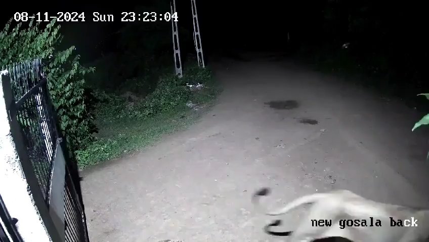 Coppia di cani contro due leoni, vincono i cuccioli che li mettono in fuga: video