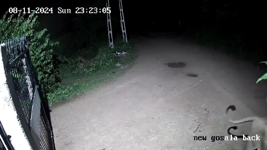 Coppia di cani contro due leoni, vincono i cuccioli che li mettono in fuga: video