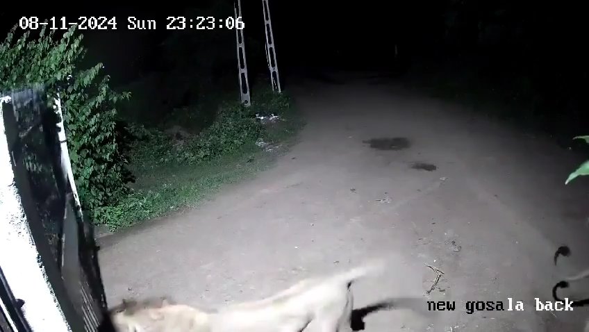 Coppia di cani contro due leoni, vincono i cuccioli che li mettono in fuga: video