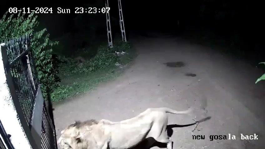 Coppia di cani contro due leoni, vincono i cuccioli che li mettono in fuga: video