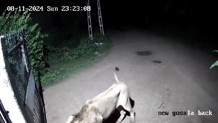 Coppia di cani contro due leoni, vincono i cuccioli che li mettono in fuga: video