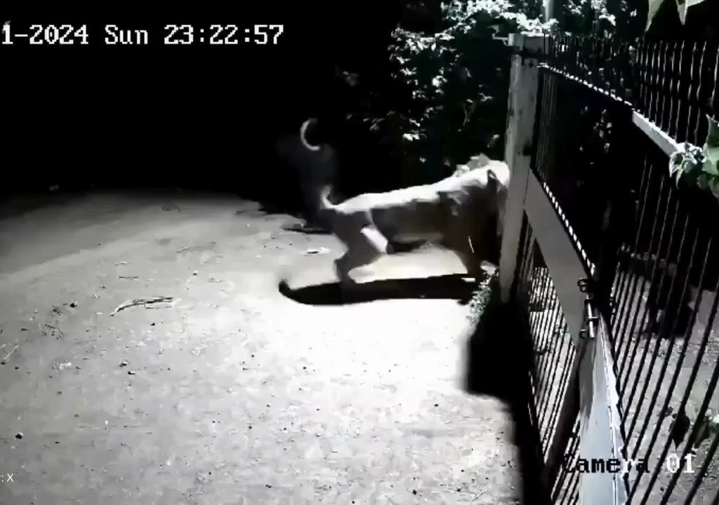 Coppia di cani contro due leoni, vincono i cuccioli che li mettono in fuga: video