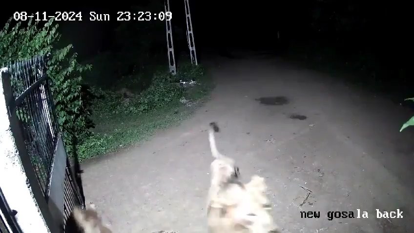 Coppia di cani contro due leoni, vincono i cuccioli che li mettono in fuga: video