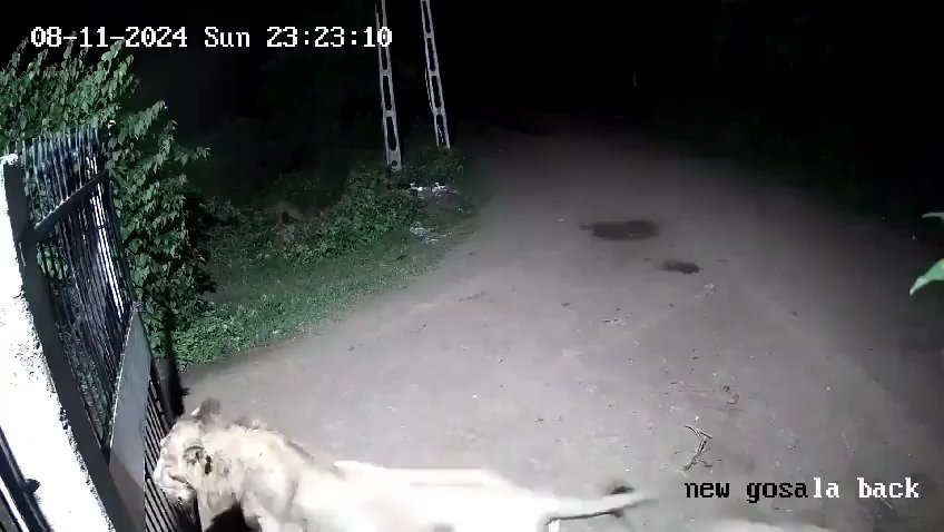 Coppia di cani contro due leoni, vincono i cuccioli che li mettono in fuga: video