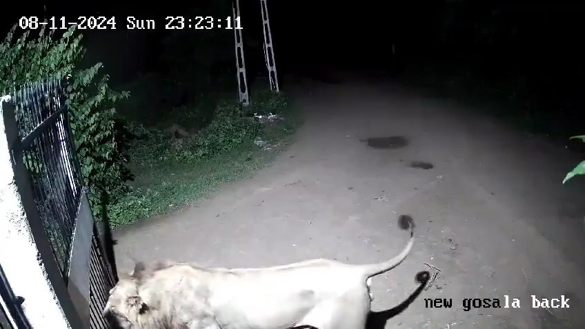 Coppia di cani contro due leoni, vincono i cuccioli che li mettono in fuga: video