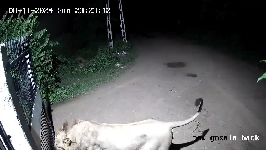 Coppia di cani contro due leoni, vincono i cuccioli che li mettono in fuga: video