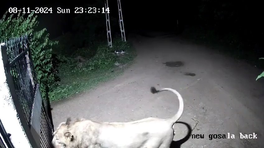 Coppia di cani contro due leoni, vincono i cuccioli che li mettono in fuga: video