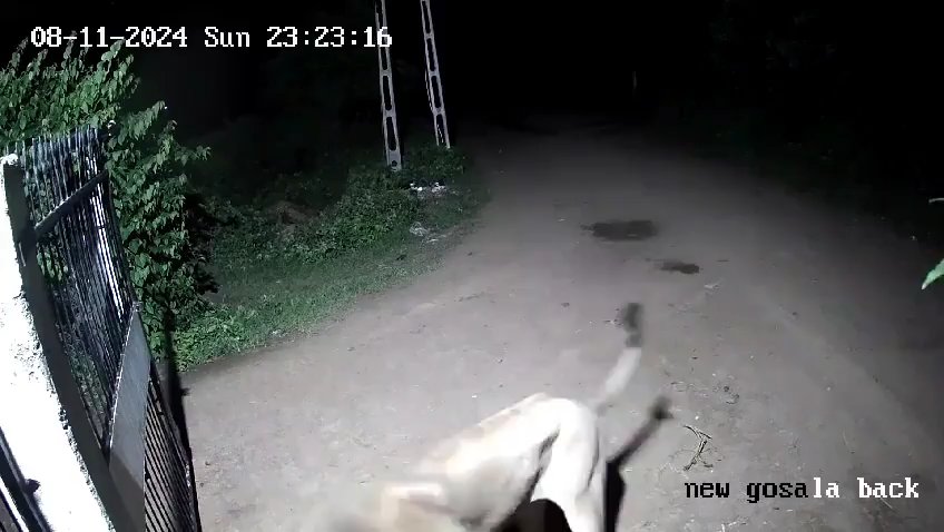 Coppia di cani contro due leoni, vincono i cuccioli che li mettono in fuga: video