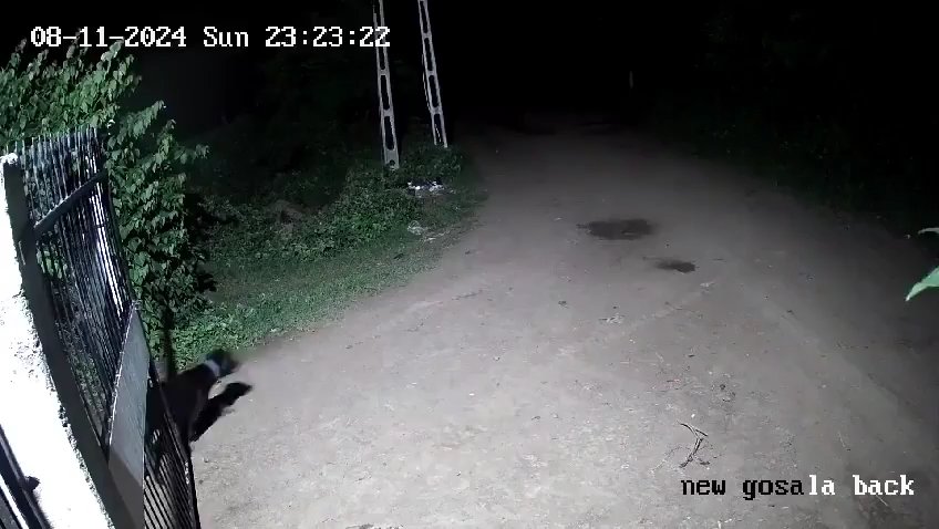 Coppia di cani contro due leoni, vincono i cuccioli che li mettono in fuga: video