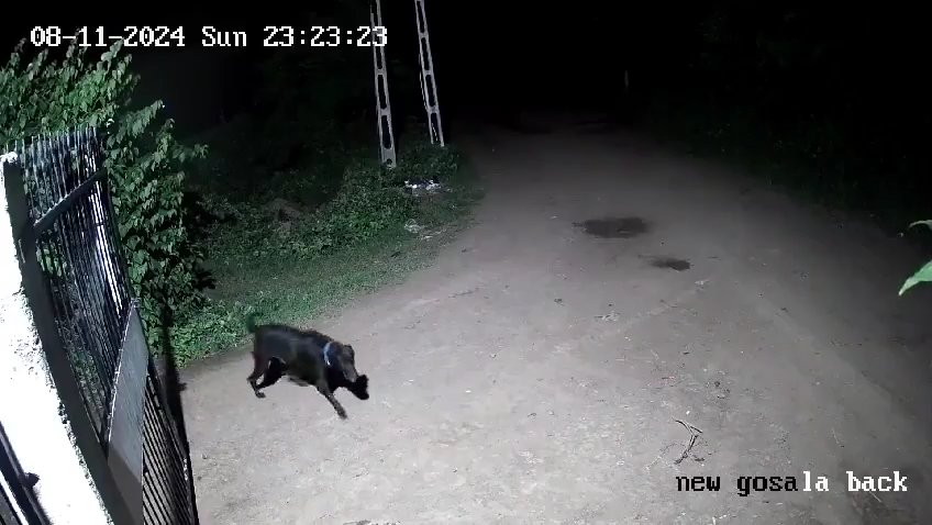 Coppia di cani contro due leoni, vincono i cuccioli che li mettono in fuga: video