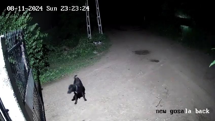 Coppia di cani contro due leoni, vincono i cuccioli che li mettono in fuga: video