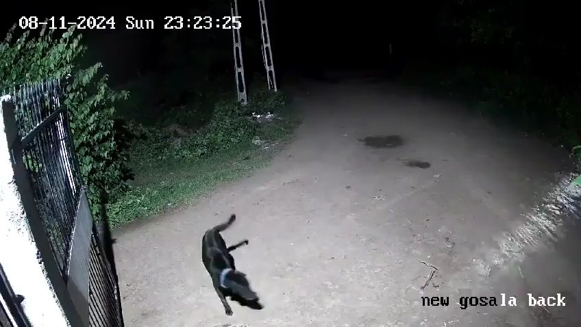 Coppia di cani contro due leoni, vincono i cuccioli che li mettono in fuga: video