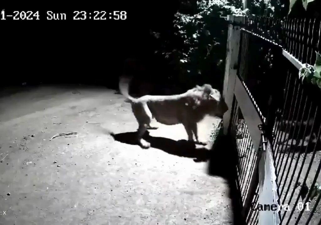 Coppia di cani contro due leoni, vincono i cuccioli che li mettono in fuga: video