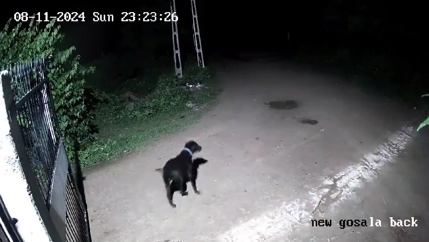 Coppia di cani contro due leoni, vincono i cuccioli che li mettono in fuga: video