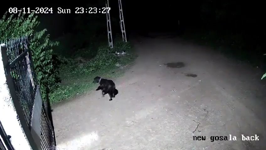 Coppia di cani contro due leoni, vincono i cuccioli che li mettono in fuga: video