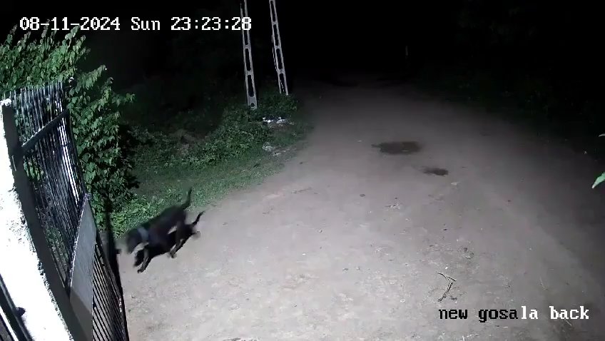 Coppia di cani contro due leoni, vincono i cuccioli che li mettono in fuga: video