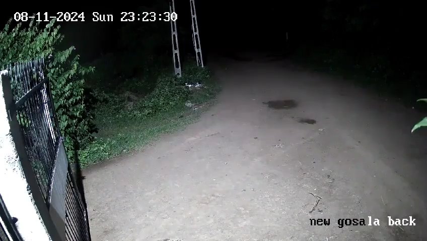 Coppia di cani contro due leoni, vincono i cuccioli che li mettono in fuga: video