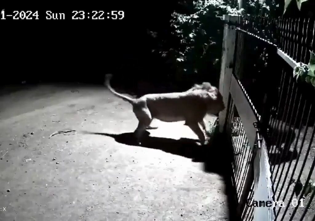 Coppia di cani contro due leoni, vincono i cuccioli che li mettono in fuga: video